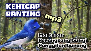 Download lagu Download MP3 burung KEHICAP RANTING suara PIKAT dan PANCINGAN BUNYI mp3