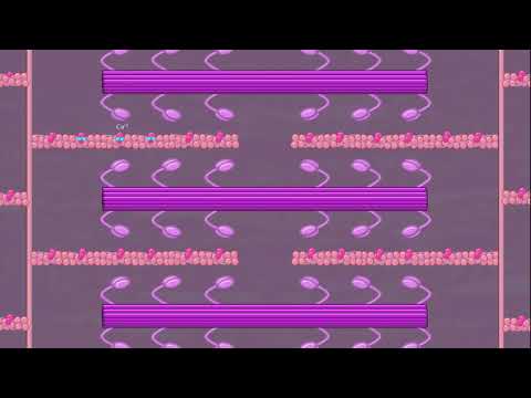 Muscle Contraction Explained!