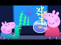 El Acuario Peppa Pig En Español Episodios Completos