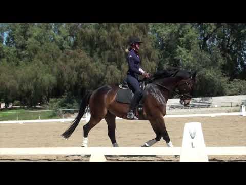 How to Ride First Level Test 1