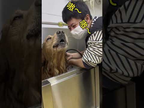 把虾仁放在宠物店洗澡，回家以后发现狗狗一点声音都发不来了#万物可爱计划#我和它的365件小事