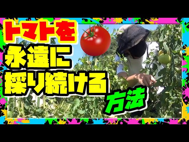 Videouttalande av 栽培 Japanska