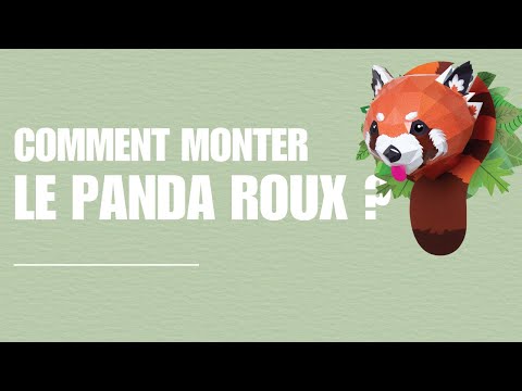 Panda roux - vidéo de présentation