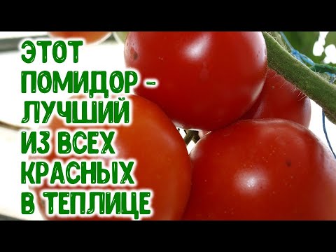 , title : 'Этот помидор - лучший из красных в теплице. Урожайность  - 13 килограммов с куста в 2020 году!'