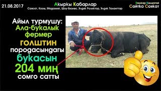 204 мин СОМГО сатылган Бука! Ала-Букалык Фермердин ийгилиги | Сайтка Саякат | 21.08.17
