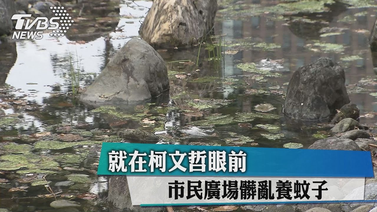 垃圾、青苔佈滿水池　北市府前廣場養蚊子