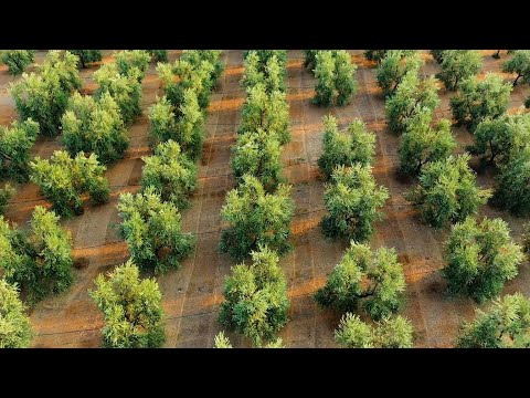 Frantoio Galantino - Il nuovo video