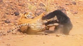 videos de risa oso vs tigre