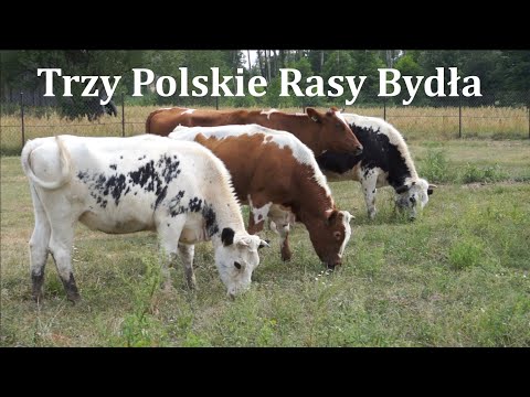 , title : 'Trzy Polskie Rasy Bydła i Świnie Puławskie'