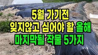 5월 가기 전 잊지 않고 심어야 할 올해 마지막 될 작물 5가지
