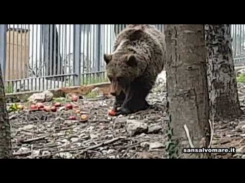 Da Pescara a Palena per incontrare l'orso