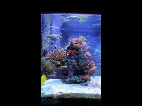 Rosti's Reef Left Column