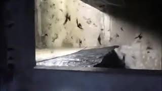 Download lagu SUARA PANGGIL BURUNG WALET JUTAAN WALET MASUK KE RBW mp3 Download lagu SUARA PANGGIL BURUNG WALET JUTAAN WALET MASUK KE RBW mp3