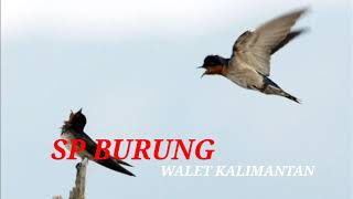 Download lagu SUARA BURUNG WALET KALIMANTAN MP3 | SP HUTAN RIMBA | INFO WALET  mp3 Download lagu SUARA BURUNG WALET KALIMANTAN MP3 | SP HUTAN RIMBA | INFO WALET  mp3