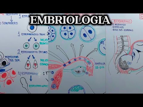 EMBRIOLOGIA | Anatomia y Fisiologia