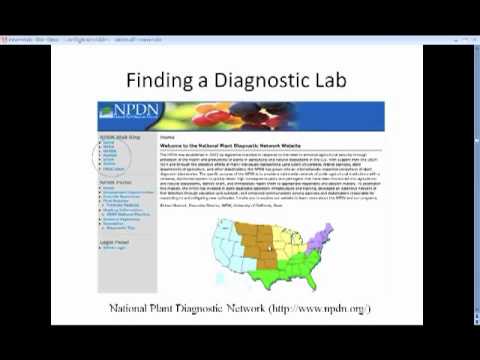 Late Blight Webinar 2010: 4 - Testing to Make Sure it's Late Blight