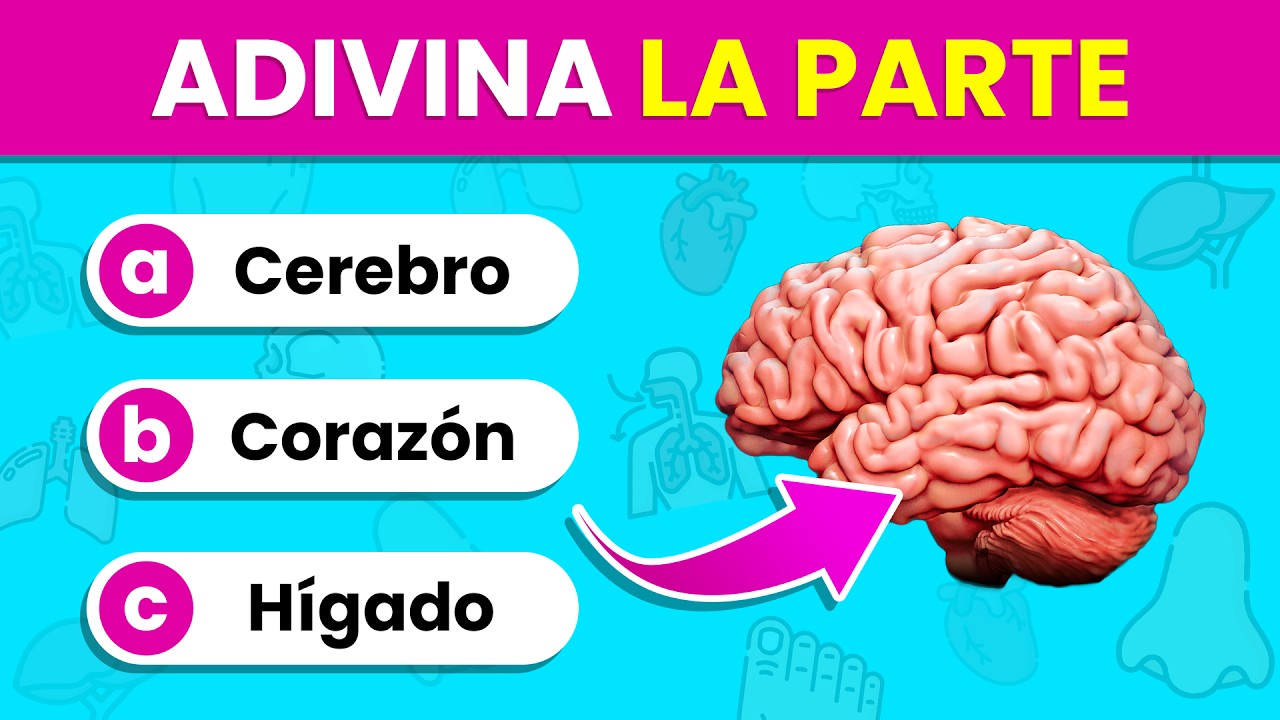 Identifica las PARTES y ÓRGANOS del Cuerpo por la IMAGEN 🫁🤔✅ | Test del Cuerpo Humano🧍‍♂️🧍‍♀️