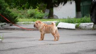 Honey Moon  Golden Age of King - 2,5 months