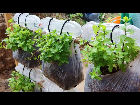 Let s grow bitter melon for your family this way it s very fruity and easy to make