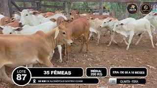 Vídeo LOTE 87