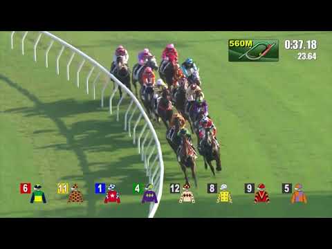 25/9/2022 (43) Good Buddy - L Ferraris