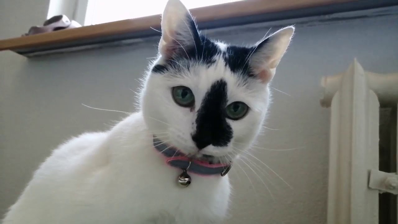 Obroża odblaskowa z dzwonkiem dla kota firmy Trixie