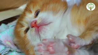 【海外動画】可愛い猫の動画　猫