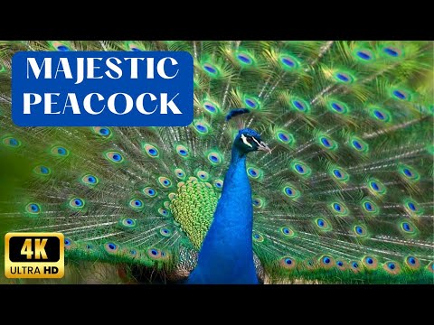 Peacock Dance Display In 4K | Opening Feathers | White Peacock | Peacock Sounds | Part-1 #peacock