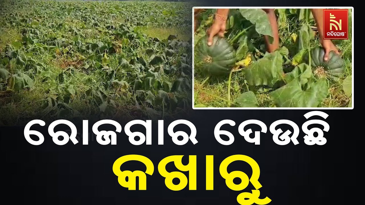 କଖାରୁ ଚାଷ କରି ସ୍ବାବଲମ୍ବୀ ହେବା ସହ ୧୦ ଜଣଙ୍କୁ ରୋଜଗାର ଦ?