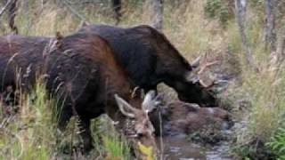 preview picture of video 'Moose in Algonquin Park (Oct. 2009)'