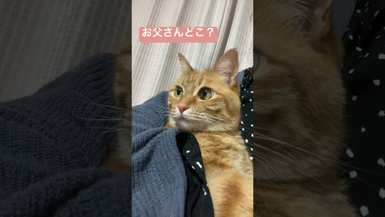 #shorts #猫shorts #catshorts #fyp #おすすめ #猫 #子猫 #cat #catlover #癒し #かわいい #猫のいる暮らし #猫好きさんと繋がりたい #癒しの猫時間