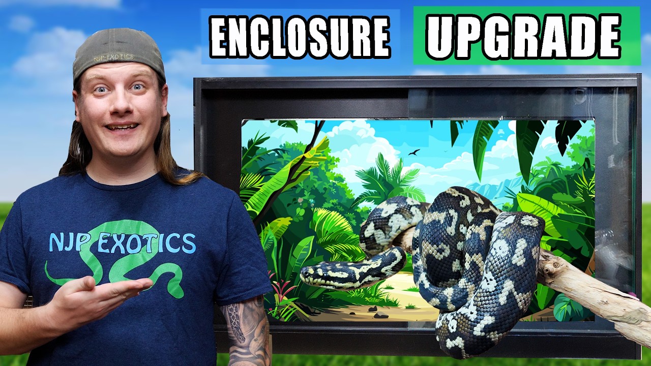 My Carpet python Gets A HUGE Enclosure Upgrade!