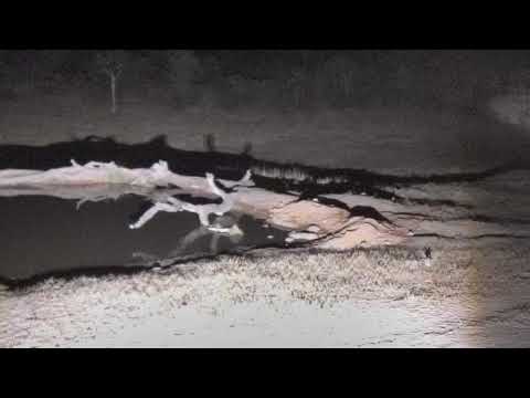 Djuma: Hyena, leopard, lion, Jackal and bird audio all mixed in-Pt:1 - 00:37 - 09/05/18