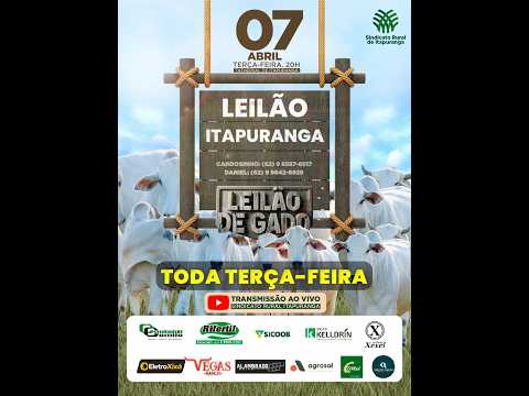 Leilão do Sindicato Rural de Itapuranga -07/04/2026 | Leilão ao Vivo - Leilão de Gado