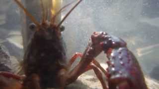 preview picture of video 'Piru Creek - Crayfish Fights! First they fight each other then attack my camera'