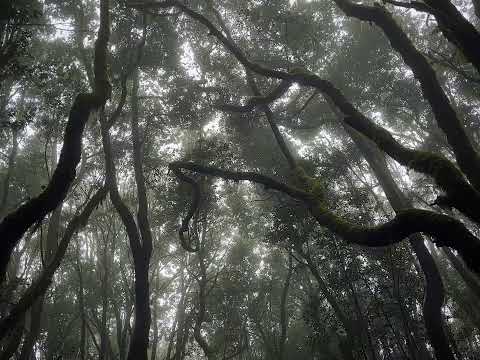 Martyn Heyne - Ludwig's Wonder - video tag