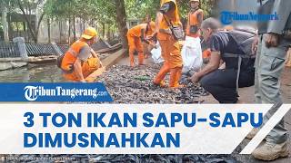 Bersihkan Ekosistem, Pemkot Jakarta Selatan Musnahkan 3 Ton Ikan Sapu-sapu di Setu Babakan