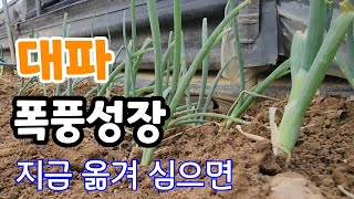 폭풍성장! 대파 지금 옮겨 심으세요