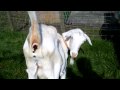 Pooing Goat