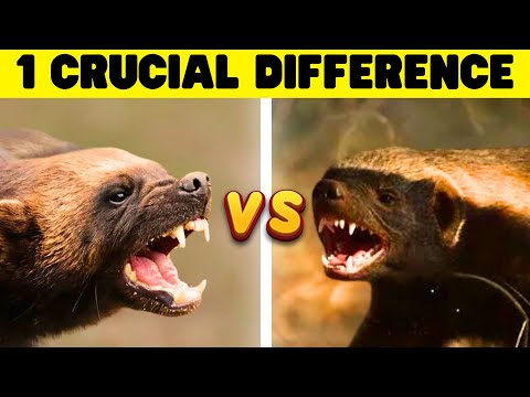 Honey Badger vs Wolverine | Closer Than You Think!