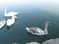 Лебеди в городе Саки 