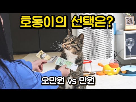 진짜 알아보는 거야? 할머니가 용돈을 주며 하나만 고르라고 했더니..: 정말 놀라운 고양이의 행동