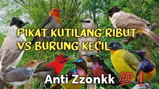 Download lagu MP3 Pikat Kutilang Ribut VS Burung Kecil Ribut Sangat Ampuh Untuk Pikat  mp3