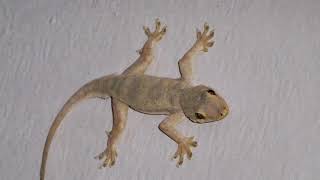 Download lagu suara cicak biki anak yang nangis langsung diem mp3 Download lagu suara cicak biki anak yang nangis langsung diem mp3