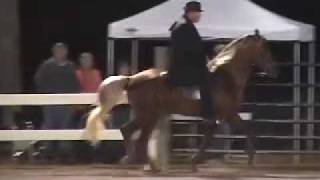 preview picture of video 'United Mountain Horse Spring Premier 2009 Trail Championship'