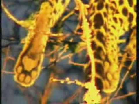 16Jul08 WildEarth pm Drive Cape Buffalo  leopard in tree