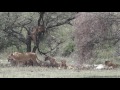 Lions of Serengeti 