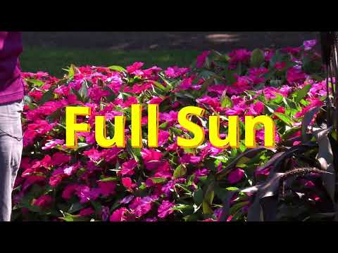 Plant Spotlight SolarScape