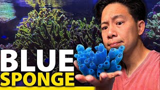 I finally got the Blue Sponge!! BUT...