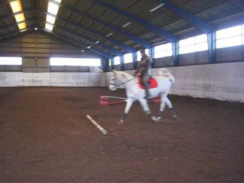 Stangenarbeit im Trab   27 12 2016   MVI 9242